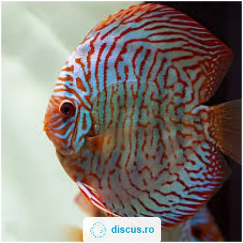 Blue Tiger Turquoise discus