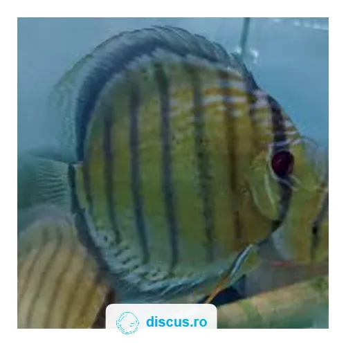 Royal Red Spotted Green discus