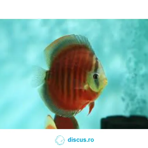 Rose Red discus