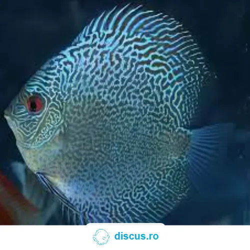 Blue Snakeskin discus