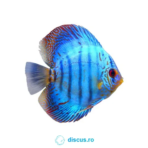 Brilliant discus