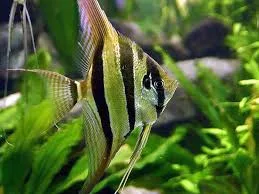 Scalari (Angelfish)