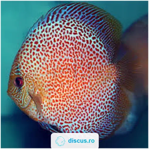 Eruption Snake discus