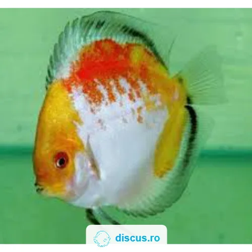 Calico discus