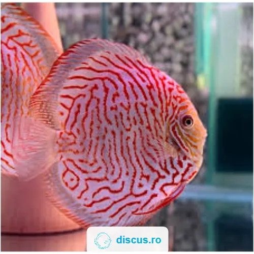 Albino Tiger Turquoise discus