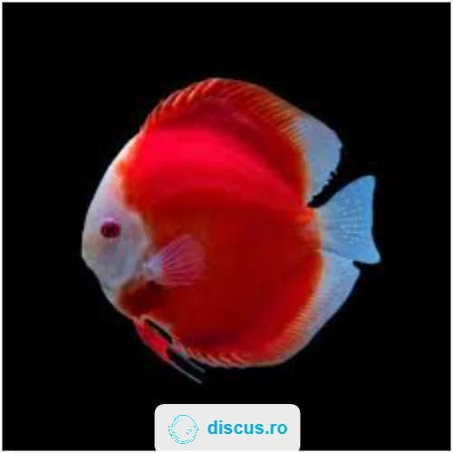 Fire Ruby discus
