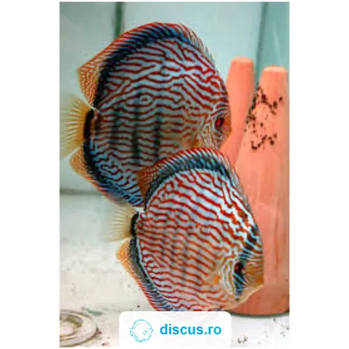 Red Turquoise discus