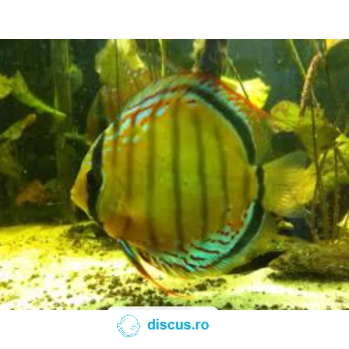 Green Discus (Tefé) discus