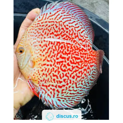 Snow Leopard discus