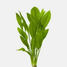 Echinodorus (Amazon Sword)