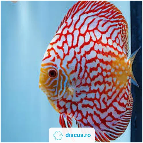 Pigeon Blood discus