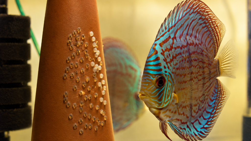 A ceramic spawning cone with mixed discus eggs — some healthy yellow-orange and some opaque white (unfertilized), a parent discus alongside, in a breeding tank — white discus eggs causes