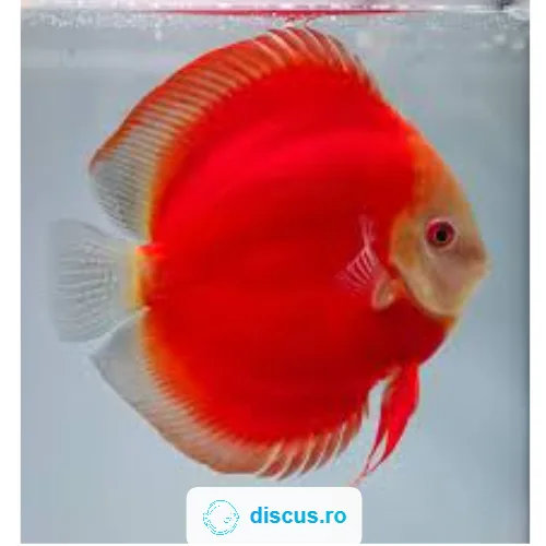 Red Golden Diamond discus