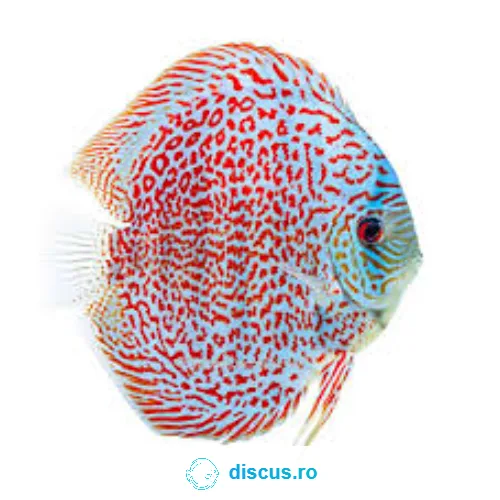 Ring Leopard discus