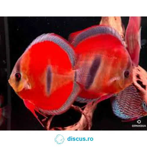 Ica Red discus