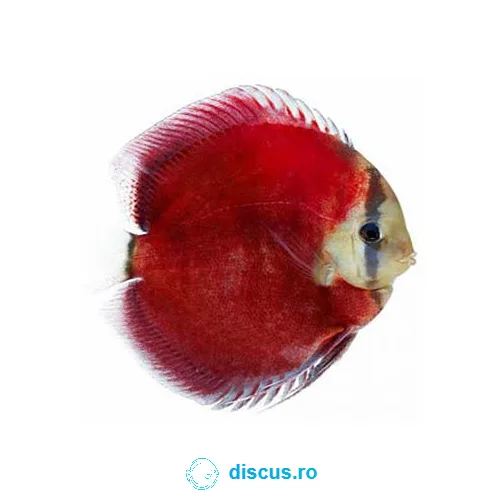 Red Cover discus