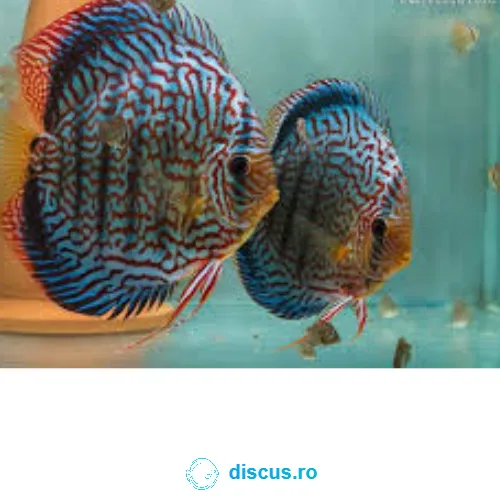 Maze Turquoise discus