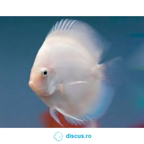 Snow White discus