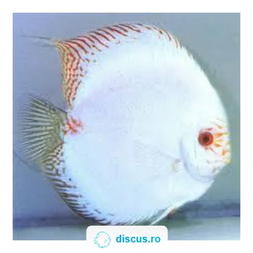 White Butterfly discus