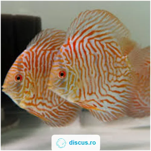 Golden Tiger discus
