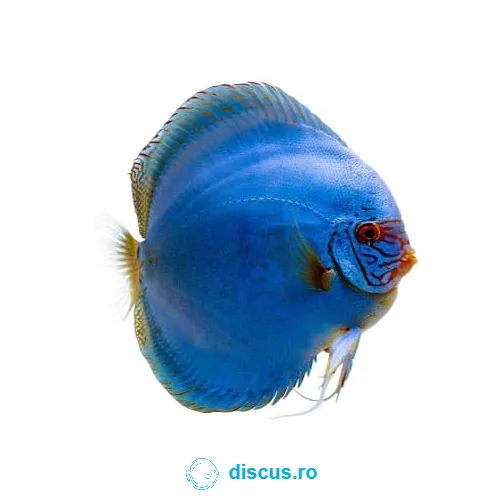 Cobalt discus