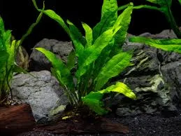 Java Fern