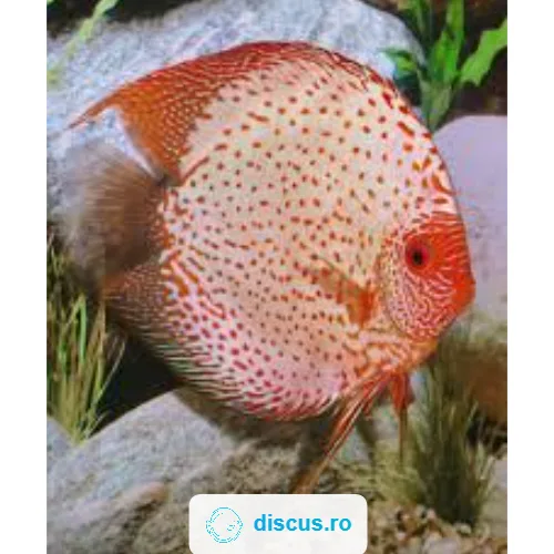 White Leopard discus