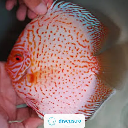 Pigeon Spotted discus