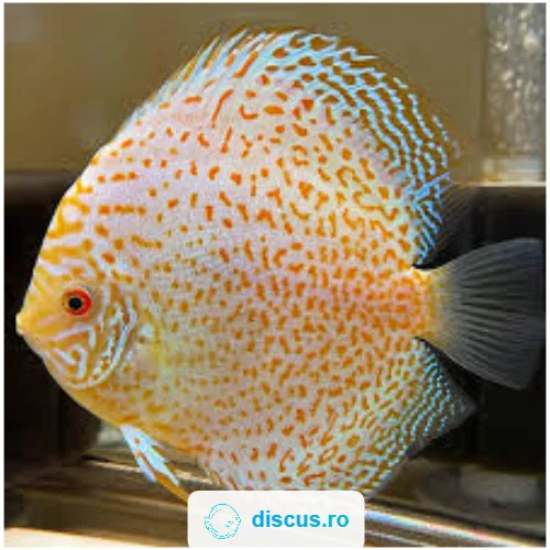 Golden Leopard Snake discus