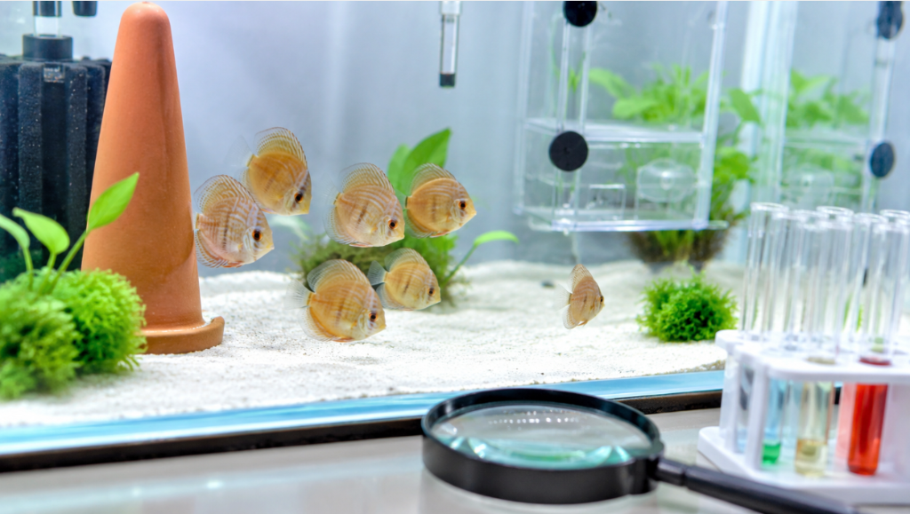 A swarm of juvenile discus fry in a grow-out tank with a sponge filter, a spawning cone and a suspended incubator, observed through a magnifying glass next to a set of test tubes with colored water tests — monitoring common discus fry diseases