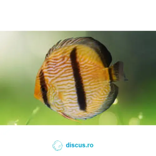 Heckel Wild discus