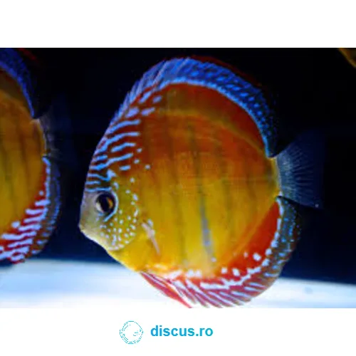 Brown Discus Wild discus