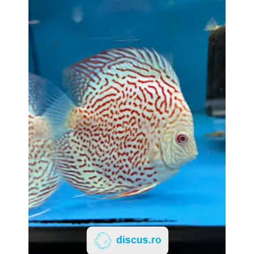 Albino Leopard discus