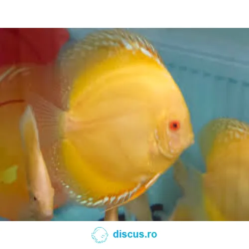 Yellow Crystal discus