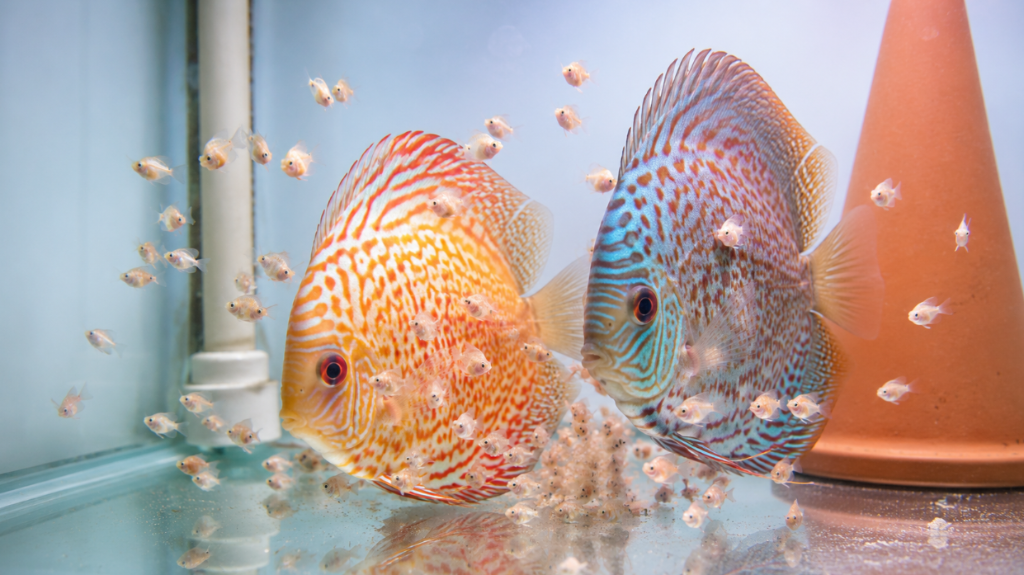 A discus pair with dozens of tiny fry swimming pressed against the parents' bodies, in a grow-out tank with a ceramic cone — raising discus fry week by week