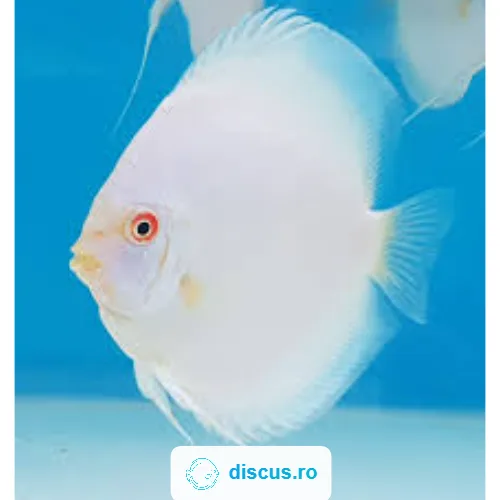 White Angel discus