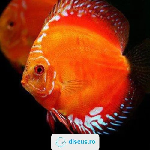 Marlboro Red discus