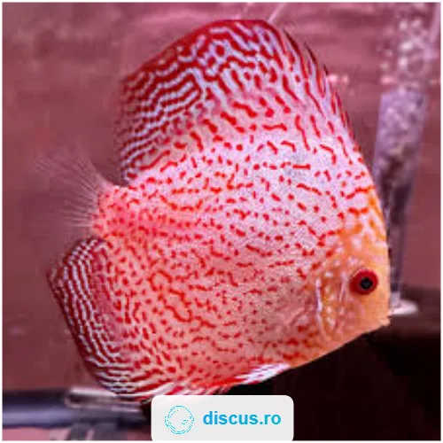 Pigeon Spotted Snake discus
