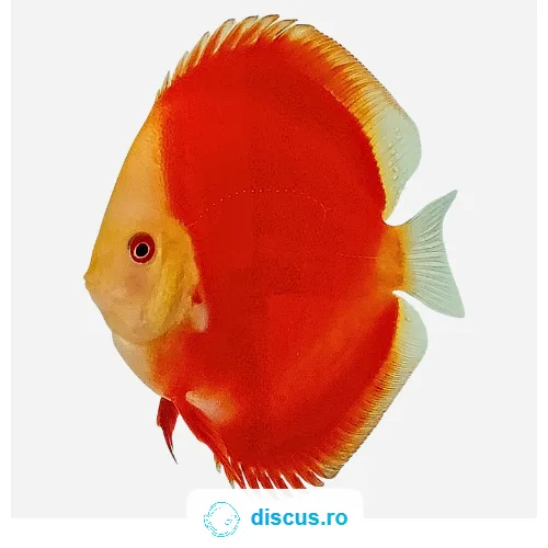 Red Melon discus