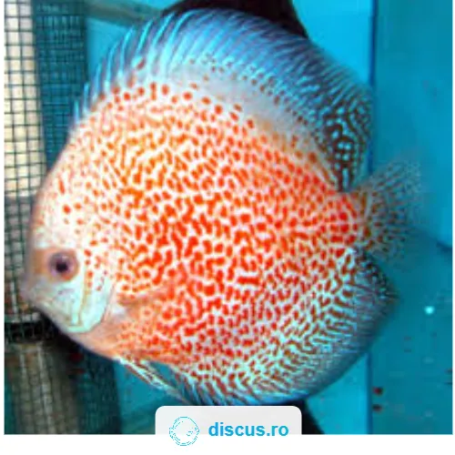 Snow Leopard Snake discus
