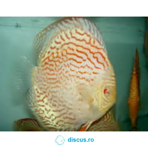 Albino Turquoise discus