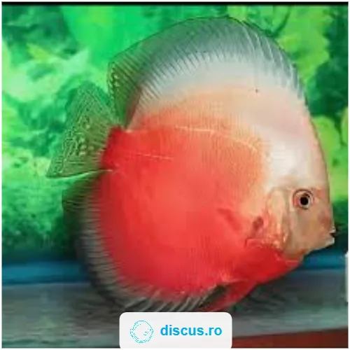 Red White discus