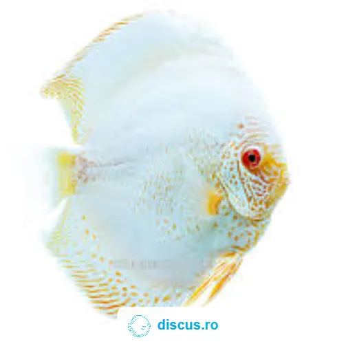 Albino Snakeskin discus