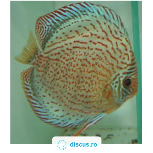Spotted Green discus