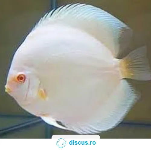 Albino Platinum discus