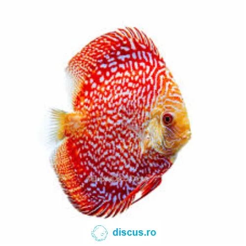Pigeon Snakeskin discus