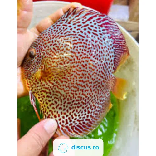 Leopard Snake discus