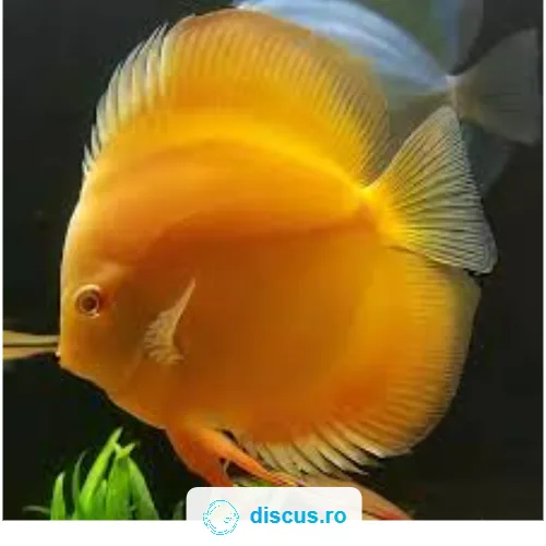 Golden discus