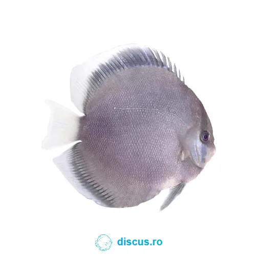 Ghost discus
