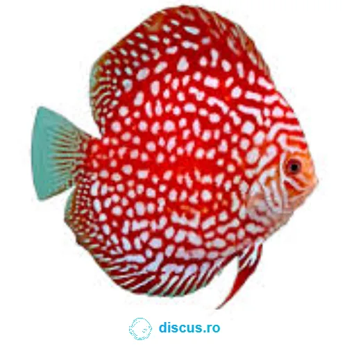 Blood Eagle discus